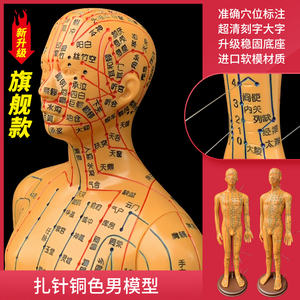 人体经络穴位图模型中医学针灸穴位人体模型全身男女小铜皮人模特