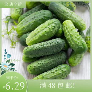 进口泡菜小黄瓜种子 松脆可口酱菜泡菜 优质高产食用花园蔬菜水果