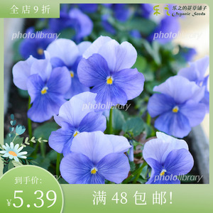日本进口大花三色堇种子 天蓝色 スカイブルー 中提琴神仙色角堇