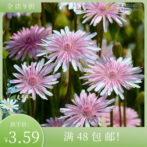 进口桃色千本蒲公英种子 Crepis Pubra Pink 粉色小清新阳台盆栽