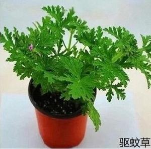 驱蚊香草柠檬香叶天竺葵绿色装饰小盆栽树苗植物办公室内苗木桌面