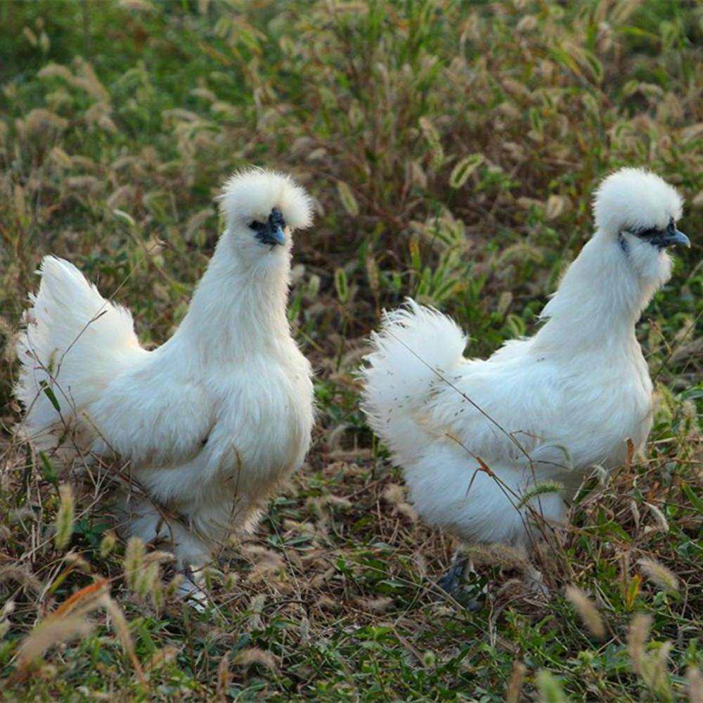 纯种白乌鸡活苗乌骨鸡苗活体小鸡活苗乌鸡苗泰和乌鸡脱温鸡苗