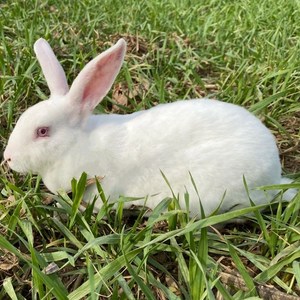 兔子活物大型巨型肉兔活体家养比利时种兔新西兰小白兔迷你宠物兔