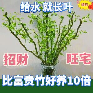 水培龙柳鲜枝客厅插花落地客厅桌摆植物易活观叶水培绿植家居装饰