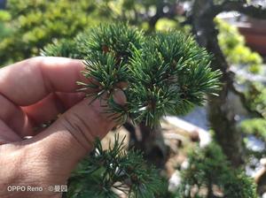 五叶松盆栽 五叶松盆栽品牌 价格 阿里巴巴