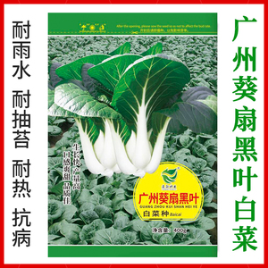 建南种业 广州葵扇黑叶白菜种 优质小白菜种子 高产蔬菜种子400g