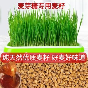 麦芽糖种子新麦籽麦芽糖专用小麦种植盘工具榨汁小麦草种子猫草