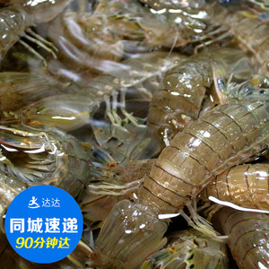 鲜活琵琶虾皮皮虾富贵虾公母 水产濑尿虾海鲜蛄虾类