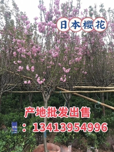 日本樱花树苗米径5-8-10公分四季南北方种植风景树绿化树苗