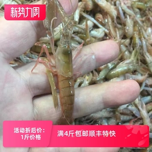 渤海湾嘎巴虾 狗虾 夹板虾 野生海虾鲜活 新鲜小海虾