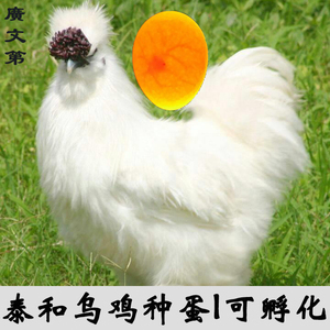 原种泰和乌鸡种蛋可孵化受精蛋白凤竹丝羽乌骨乌黑肉鸡武山鸡包邮