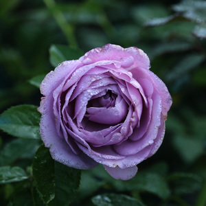 园丁日记 蓝色风暴 蓝紫色玫瑰丰花月季花苗大花浓香四季开花盆栽