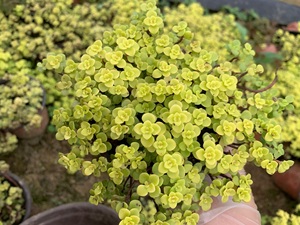 圆叶黄金万年草丸叶黄金草上盆铺面多肉植物盆栽办公室内花卉 阿里巴巴找货神器 圆叶黄金万年草丸叶黄金草上盆铺面多肉植物盆栽办公室内花卉 阿里巴巴找货神器