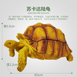 乌龟陆龟苏卡达龟爬行动物模型陆龟模型野生动物摆件象龟辐射乌龟