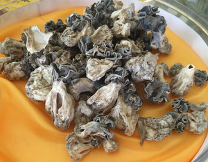 新疆特产巴楚蘑菇皱柄羊肚菌巴楚野生蘑菇  250g蘑菇  好吃好礼品