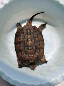 精品霸气佛鳄龟母龟。苗子到家5年带大，背甲20厘米左右，头大