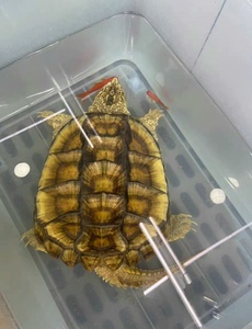 出，母鳄龟，27～28厘米