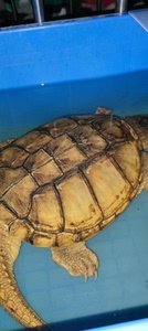 出一批黄金甲杂佛鳄鱼龟，公母都有的，8斤重左右一个，个个都是