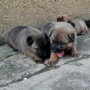 狗狗活体中华田园犬幼犬农村本地土狗大黄狗黑狗领养看家狗肉狗苗