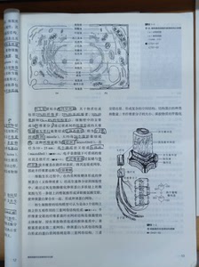 四川农业大学电子版考研资料854、655生物化学、植物生理学