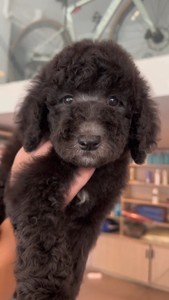 出售巨型贵宾犬巨贵活的泰迪犬活物黑色狗狗宠物狗贵宾幼犬活泼可