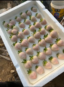 助农产品推荐，青岛胶东半岛草莓之乡产甜宝、天使、淡雪，产地一