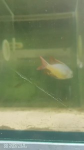 #水族省心好物三湖慈鲷精品红翅马天尼繁殖组