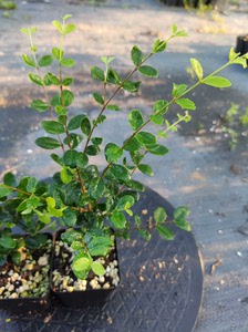 日本铁甲樱桃 开花结果 赏花果盆栽微盆景素材苗 后院阳台庭院