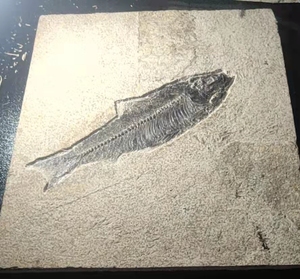 极限尺寸艾氏鱼，18厘米，美国绿河组