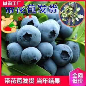 蓝莓树果苗南北方种植绿宝石薄雾四季兔眼特大果苗盆栽蓝莓苗果树