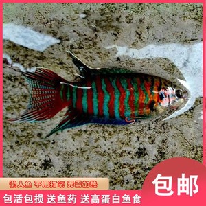 普叉5-6厘米【10条20元】包邮包损，中国斗鱼原生冷水鱼，
