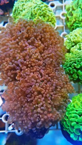 双色花瓶珊瑚真叶属榔头花瓶海水鱼小丑鱼LPS珊瑚软体珊瑚