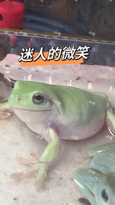 自养印尼绿姥爷树蛙 颜色超级漂亮，有时绿，看蛙的心情。按照尺