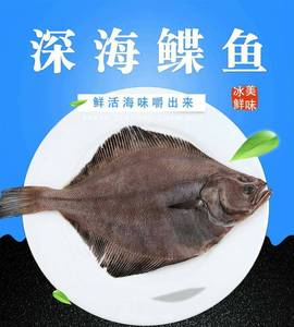 扁片鱼的种类,扁扁的大片鱼是什么鱼,扁的鱼有哪些图片_大山谷图库