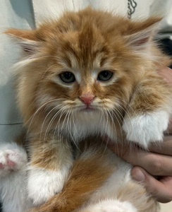 狮子猫幼崽 长毛橘 颜值高 眼睛大 毛长有规律 不乱 毛量大