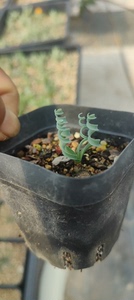 多肉植物，钢丝弹黄草，弹黄草两种，四年母本根生，接批发接批发