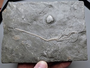 加拿大奥陶纪博凯金组海百合化石Praecupulocrinu