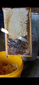 爸爸养的蜜蜂取的蜜。今年 七月初取的新蜜。纯天然没有喂糖的。