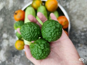 #绿植盆栽 皱皮柠檬（剑叶橙，马蜂橙）泰国冬阴功汤的主要用料