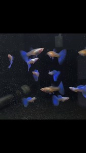 天空蓝孔雀鱼2公5母.45元包邮（视频选鱼）