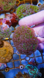 双色榔头珊瑚LPS软体珊瑚小丑鱼海水