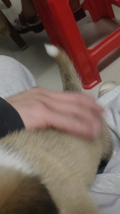 出售柯基尾巴一条，广州仅此一条土狗金毛萨摩耶松狮哈士奇幼犬#