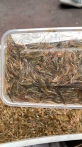 冰冻河虾黑壳虾批发19.9一斤 鲜活速冻 鱼龟饲料