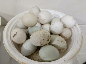 农家散养鸡鸡蛋，黄鸡蛋，乌鸡蛋，鸭蛋。位置杭州萧山蜀山街道，