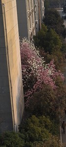 出粉色和白色的木兰花，品牌未知。该花树高大，花朵繁茂，花期短