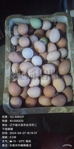正宗庄河溜达鸡农家土鸡蛋，自家喂养的，自己吃的鸡蛋，放养老母
