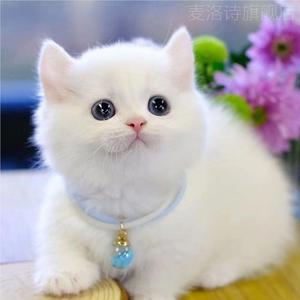 中华田园猫便宜小猫咪狸花猫黑猫黑白奶牛猫活体小橘猫幼猫纯白猫