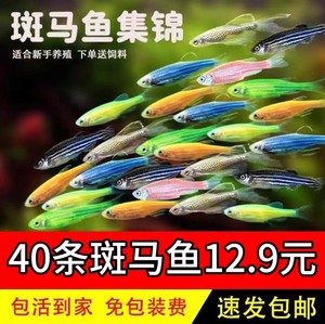 【特价斑马鱼】40条斑马鱼12.9元斑马鱼热带淡水观赏鱼小型