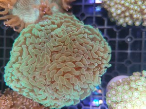 荧光绿榔头 海水缸 珊瑚 小丑鱼