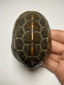苏北金线草龟，7.5cm圆壳蛋甲公龟，尾巴断了点，不影响繁殖